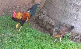 chickens